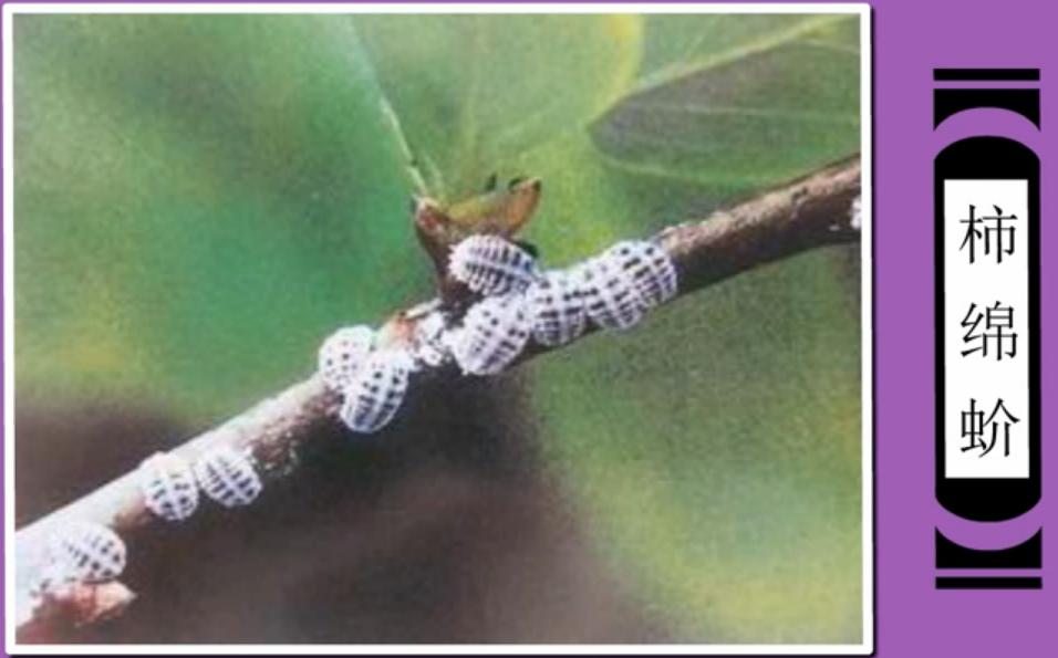 柿子蚧的用药时间,柿子树上的蚧虫用什么药打