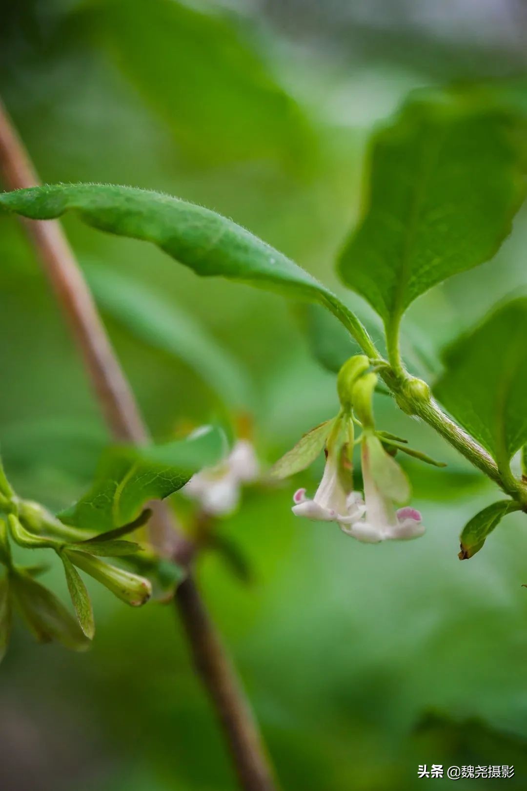 各个季节的野生兰花,北京百花山野生兰花图片