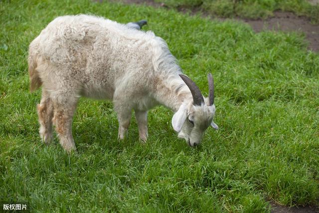 山羊常见寄生虫病，诊断与治疗方法，提高治疗效果