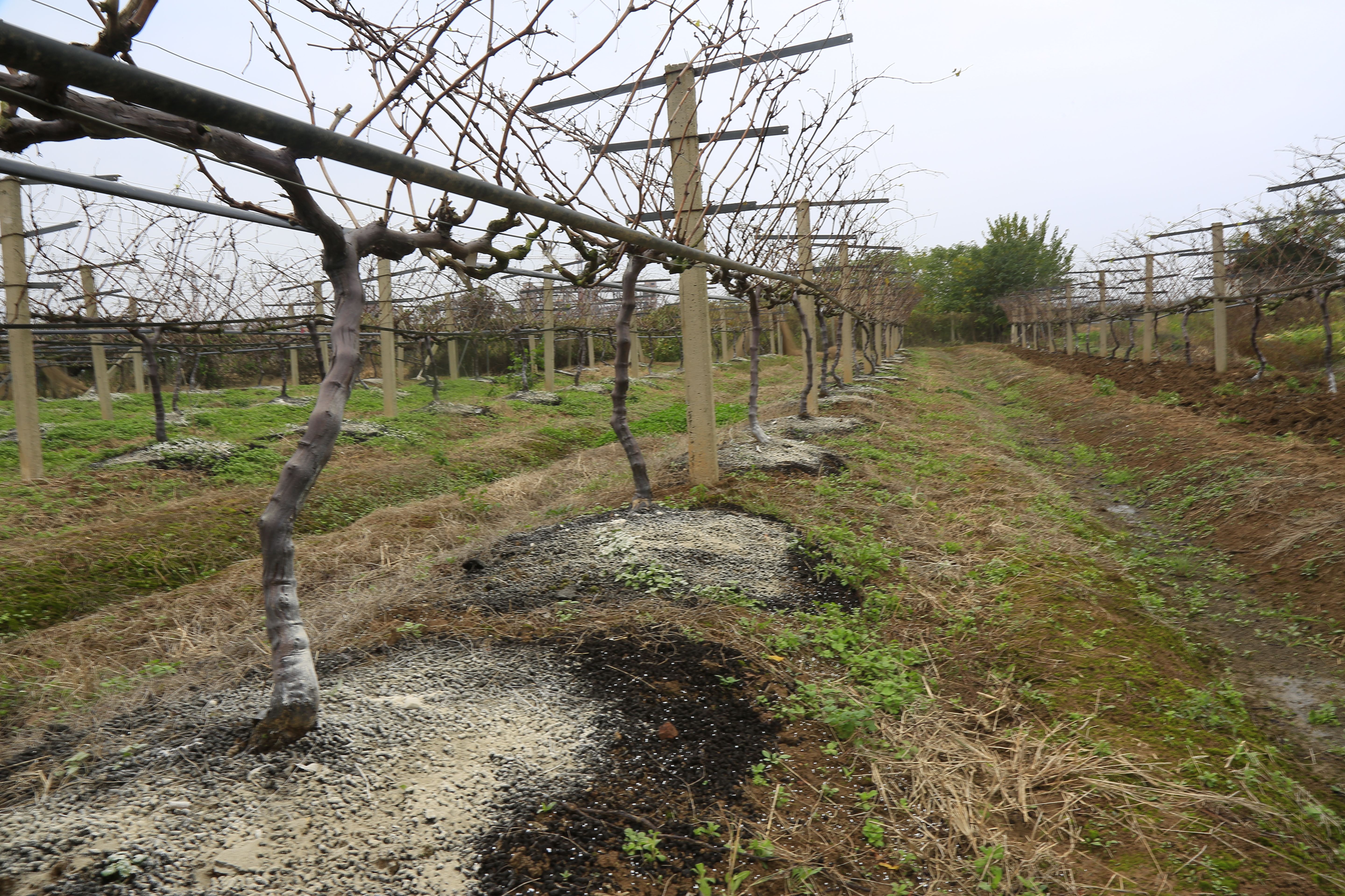 阳台果树树苗种植技术与管理,阳台盆栽老桩葡萄的正确种植方法