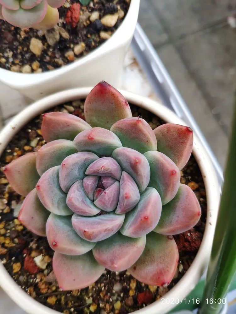 多肉不适合新手养,多肉入坑到什么程度好