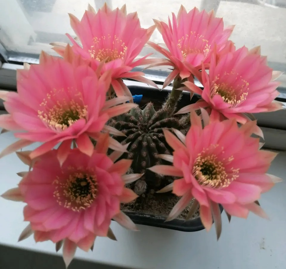 太极莲仙人球,狂莲仙人球