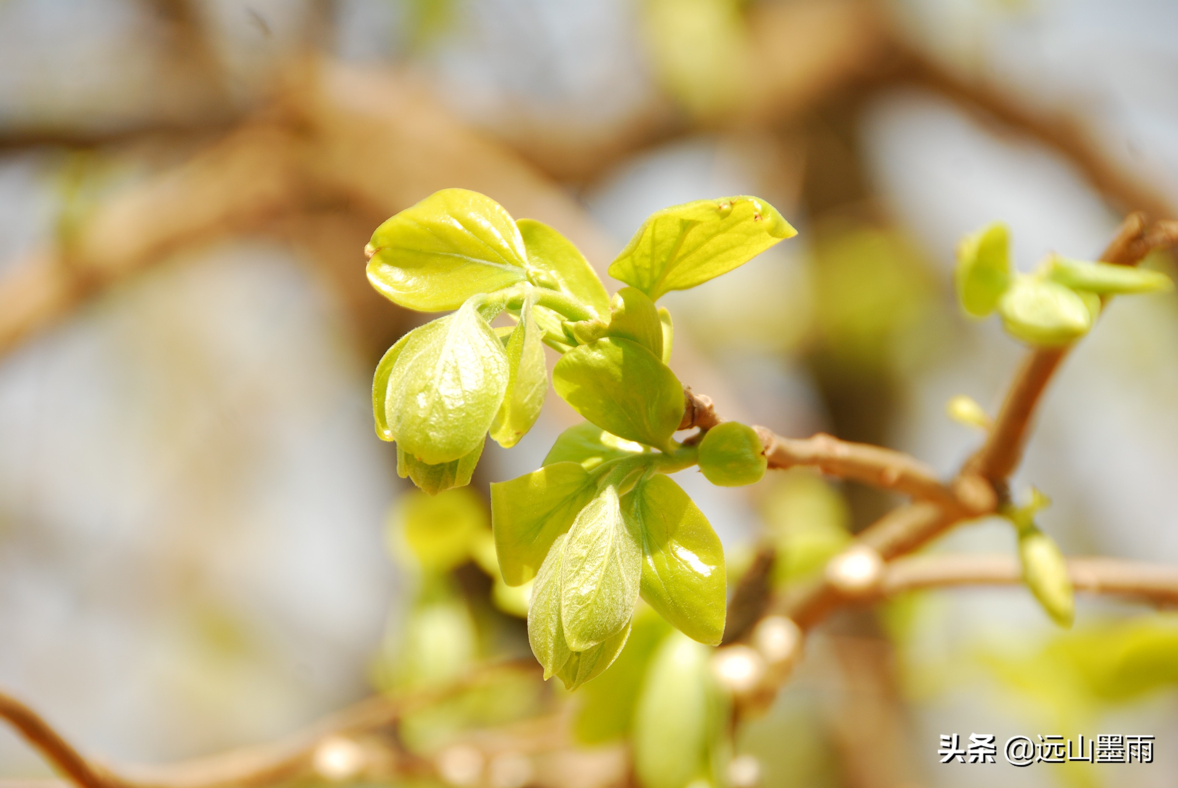 生活中的天然植物染料,生活中的扎染的染料