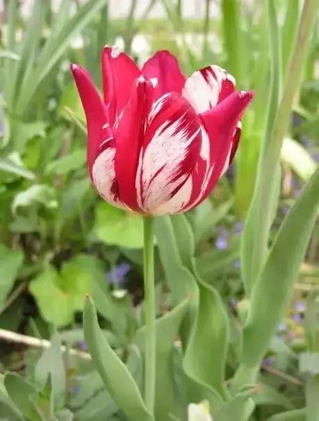 天价名贵药材,最贵的植物排行榜前十名