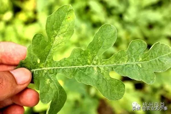 新版西瓜病虫害解决方案,2020西瓜病害视频