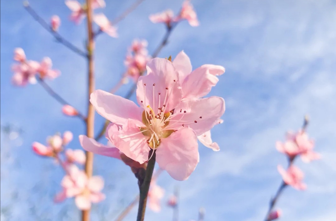 中考作文开头结尾优美段落万能,写菊花的作文开头结尾优美段落