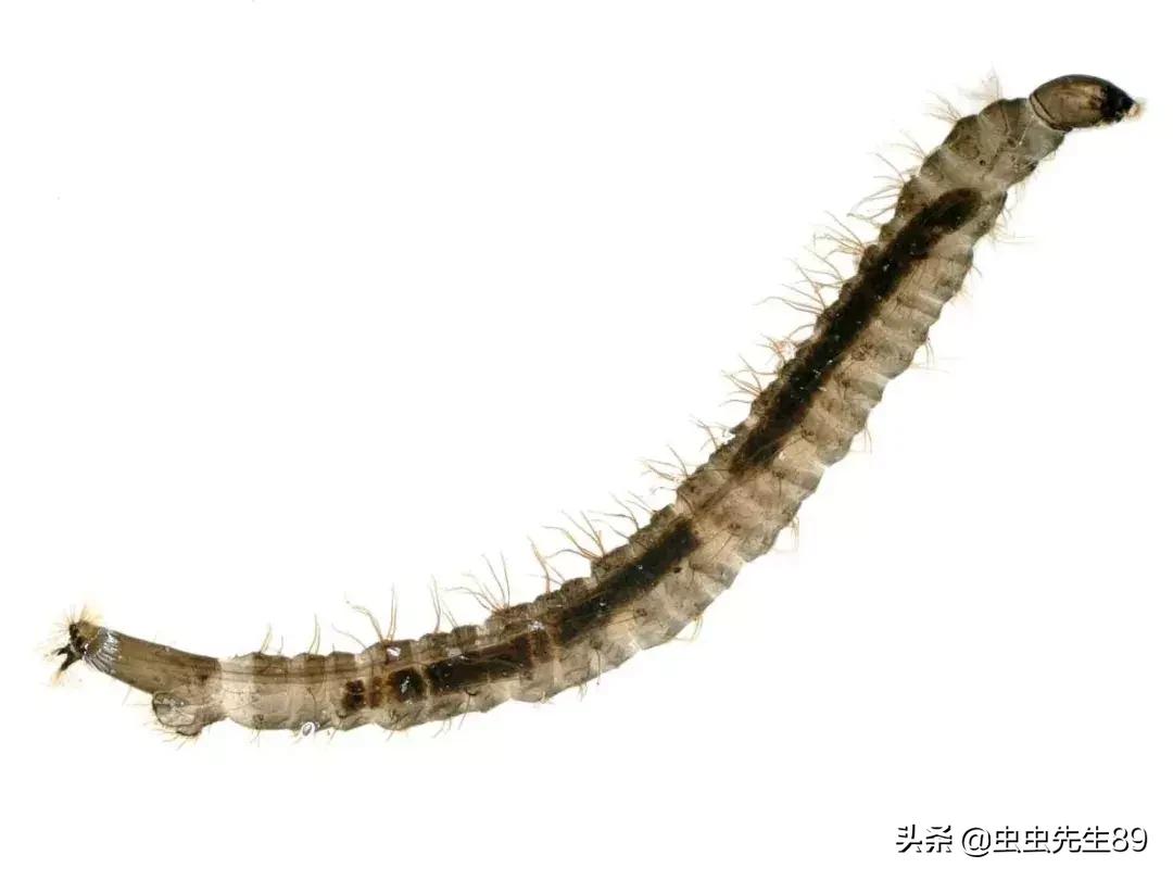 蹲便厕所小飞虫如何彻底消除,怎样消除厕所里的飞虫