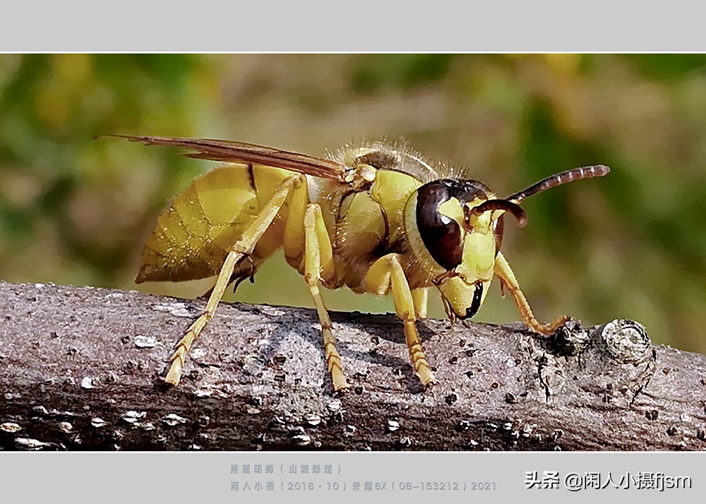 昆虫摄影技巧与方法,蜂蛾拍摄技巧