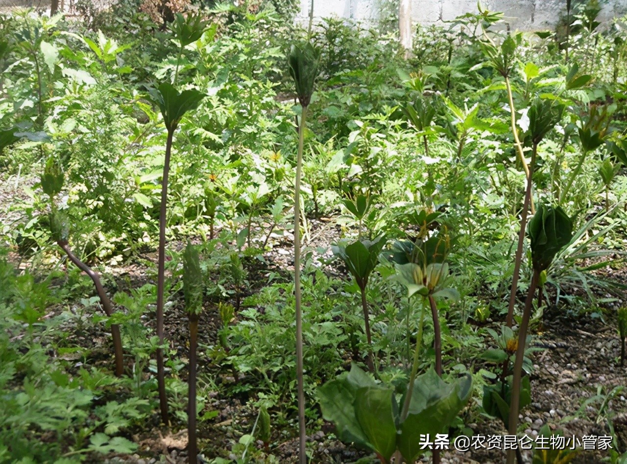 重楼烂根最快治疗方法,重楼根腐病怎么治