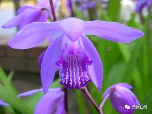 吴博士：让我们认识认知认同白及