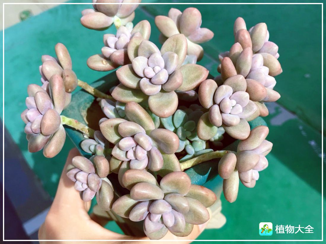 多肉植物艾伦视频,多肉植物艾伦价位