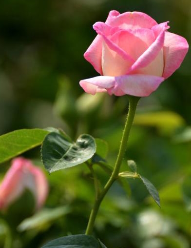 快手文案短句正能量的句子,文案霸气快手热门语录短句