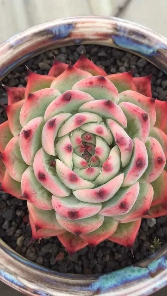 六年时间环游22个国家，却被多肉小萌物征服