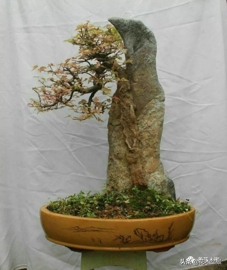 从盆景小白到终身爱好,初学者养盆景少走坑