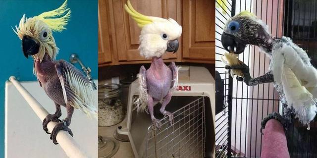 鹰真的有拔喙重生吗,鹰的重生真的有科学依据吗