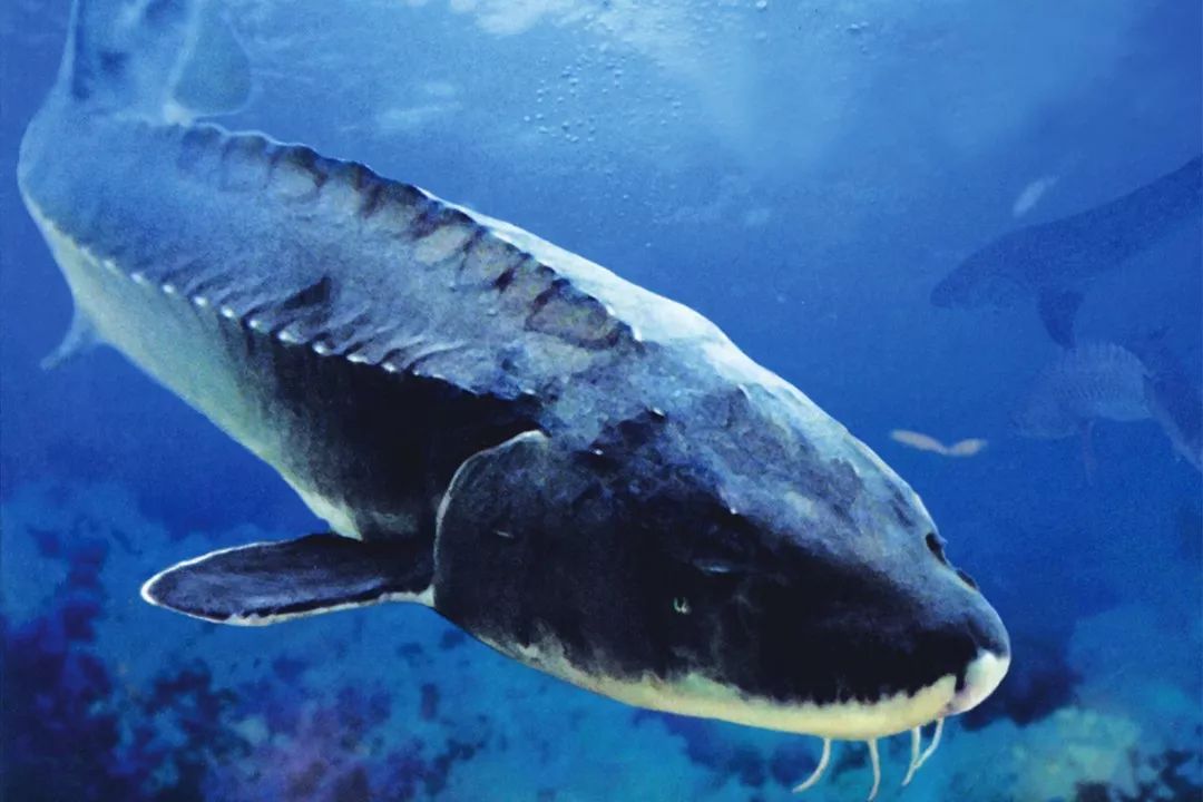 1.5亿年前的娃娃鱼，3000公里寻根的中华鲟，或因人类而灭绝