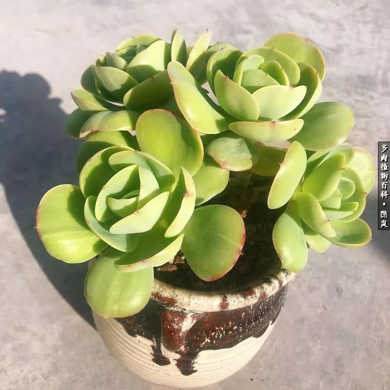 顺风不浪逆风不怂文字图片,顺风不飘逆风不怂绝境不慌