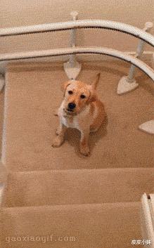 搞笑超市gif,超市减价的搞笑视频