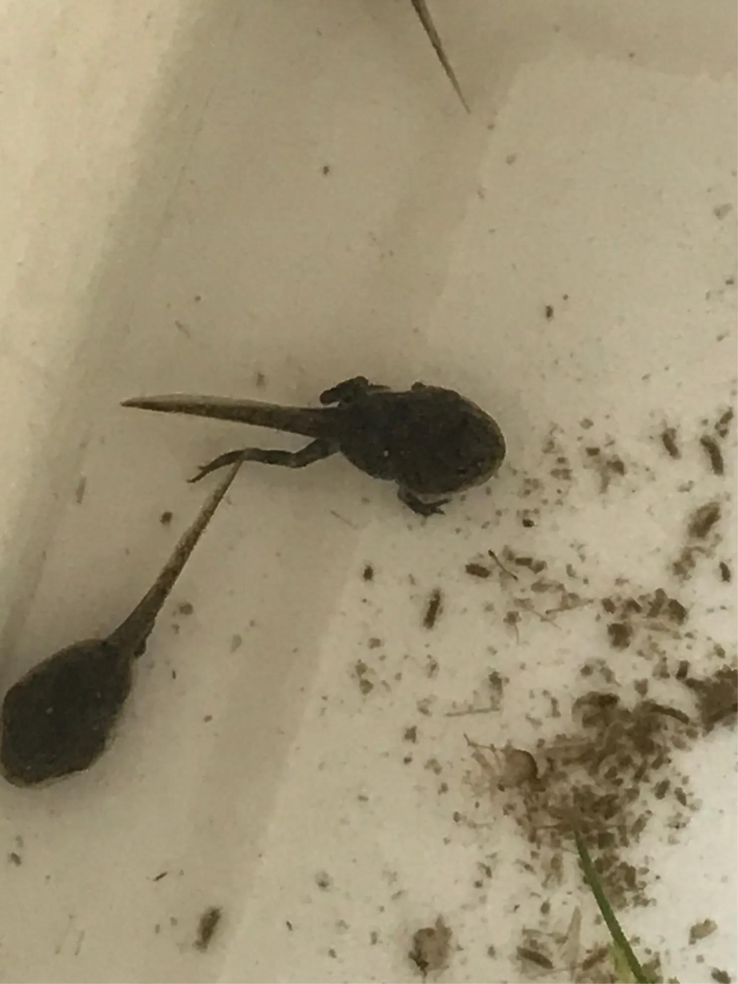 观察蝌蚪八天成长图片,观察蝌蚪的生长视频