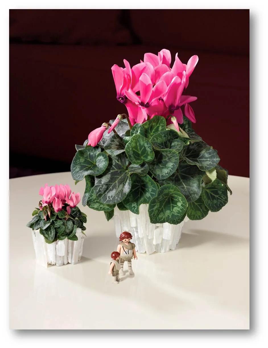 如果放在动物界，这种花就是猛犸象般的神奇存在