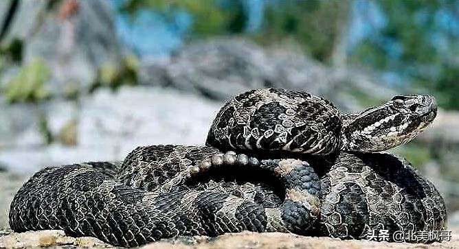 加拿大最危险五大动物,全球十大危险有毒动物