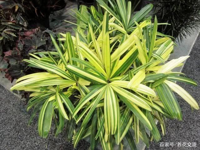 室内适合养的棕竹品种,观叶植物棕竹养殖方法