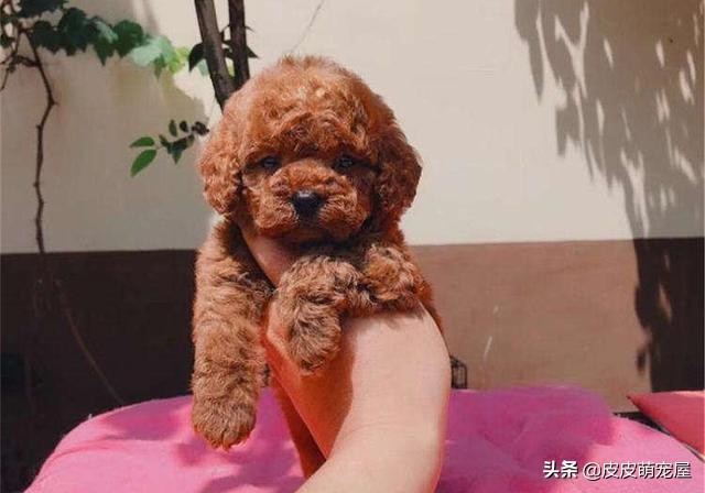 新到家的狗狗可以吃狗粮和喝水吗,纠正狗狗挑食只能喂狗粮吗