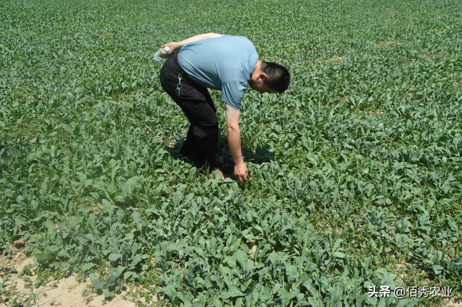 未来五年价格稳定的中药材种植,目前种植前景最好的中药材