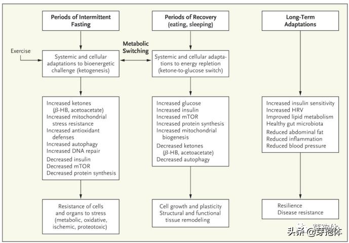 《新英格兰医学杂志》：一日三餐最健康？少吃几餐效果惊人