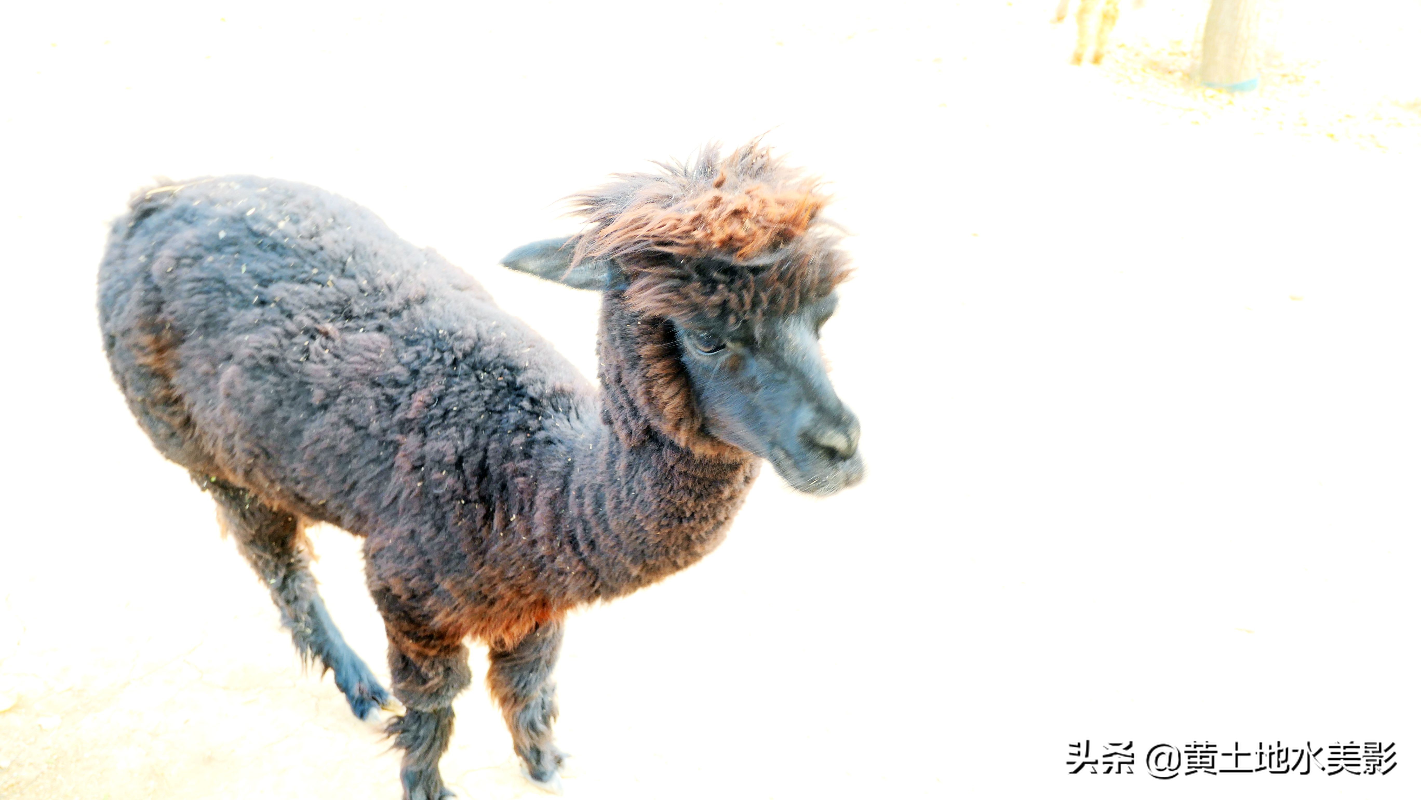 占地590亩的湿地公园,野生动物比较多的旅游景区