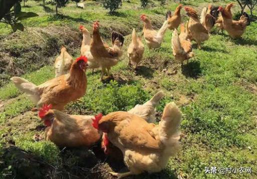 回农村搞养土鸡土鸡蛋发展怎么样,农村鸡散养挣钱么