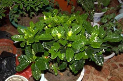 栀子花黄叶的原因及处理方法图片,栀子花几种黄叶现象