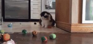 最烧钱的十种犬,最烧钱的五种狗