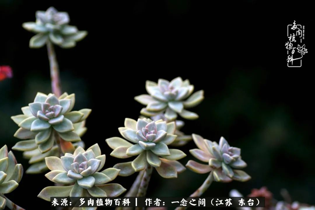 一见多肉误终生,一见多肉误终生从此入了养花坑