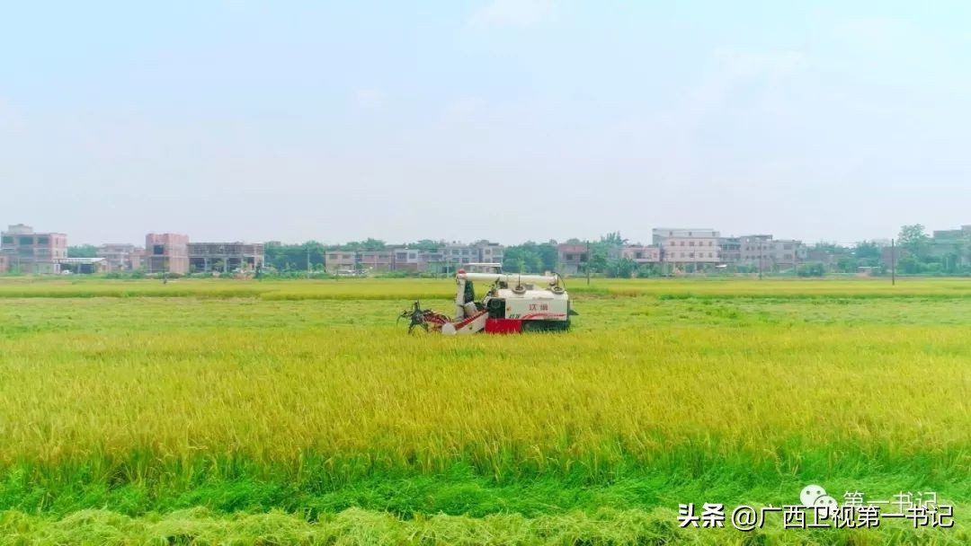 “仙草林”有什么致富宝？“罗曼粉”还可以下“金蛋.......