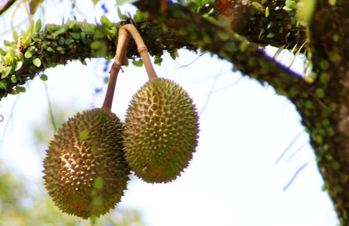 有一种臭水果，但能让澳门赌王疯狂痴迷！