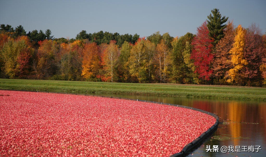 这果子从美国进口，中国是销量榜首，价格昂贵，我国自产卖不出去