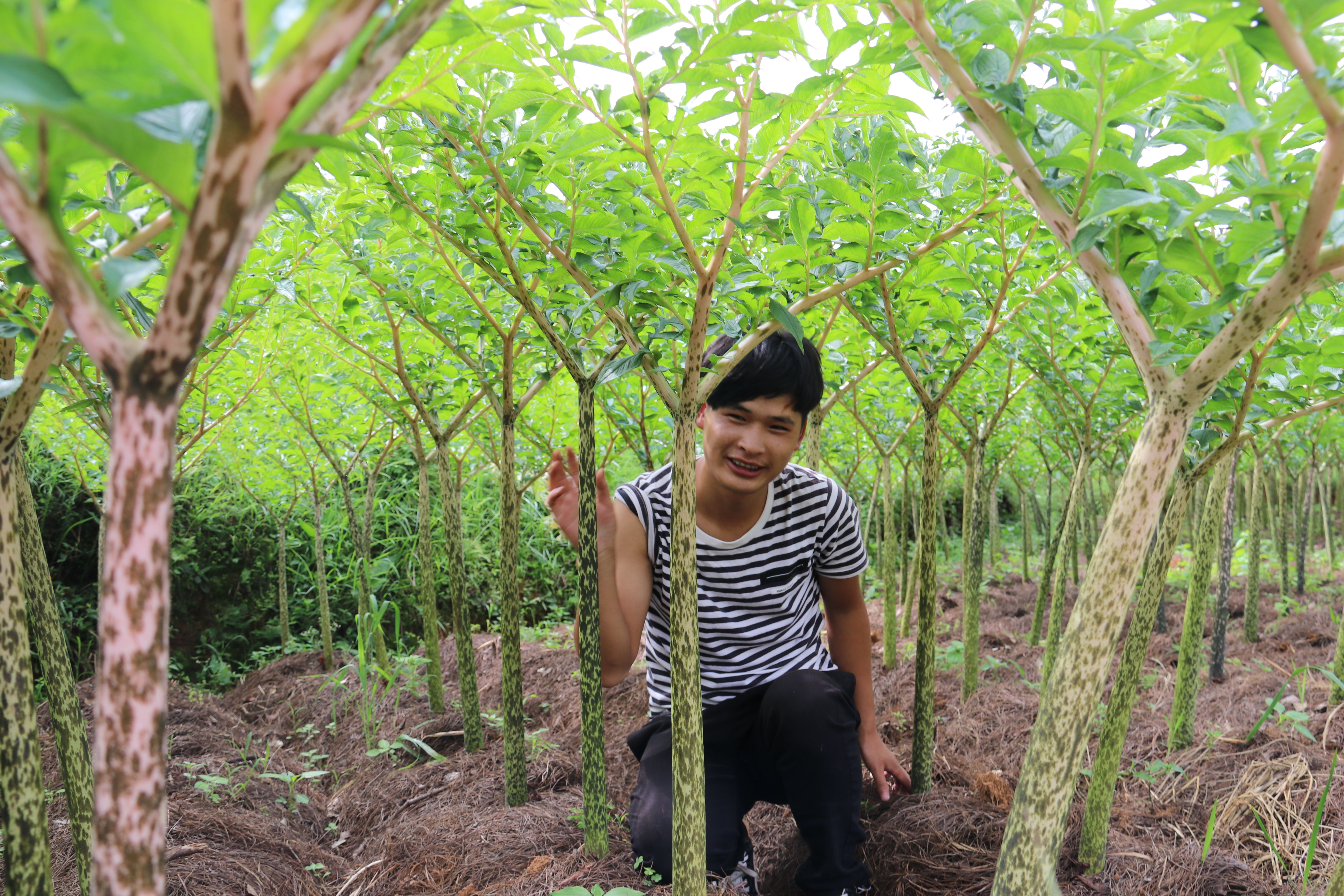 种植魔芋和种植石菖蒲哪个更赚钱,种植一亩魔芋一年能挣多少钱
