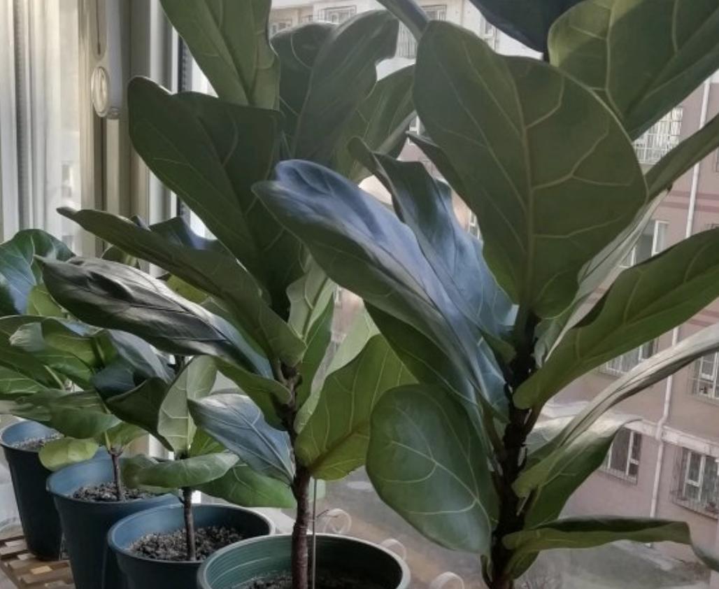 屋内甲醛绿植怎么处理干净,去甲醛不能只靠通风和绿植