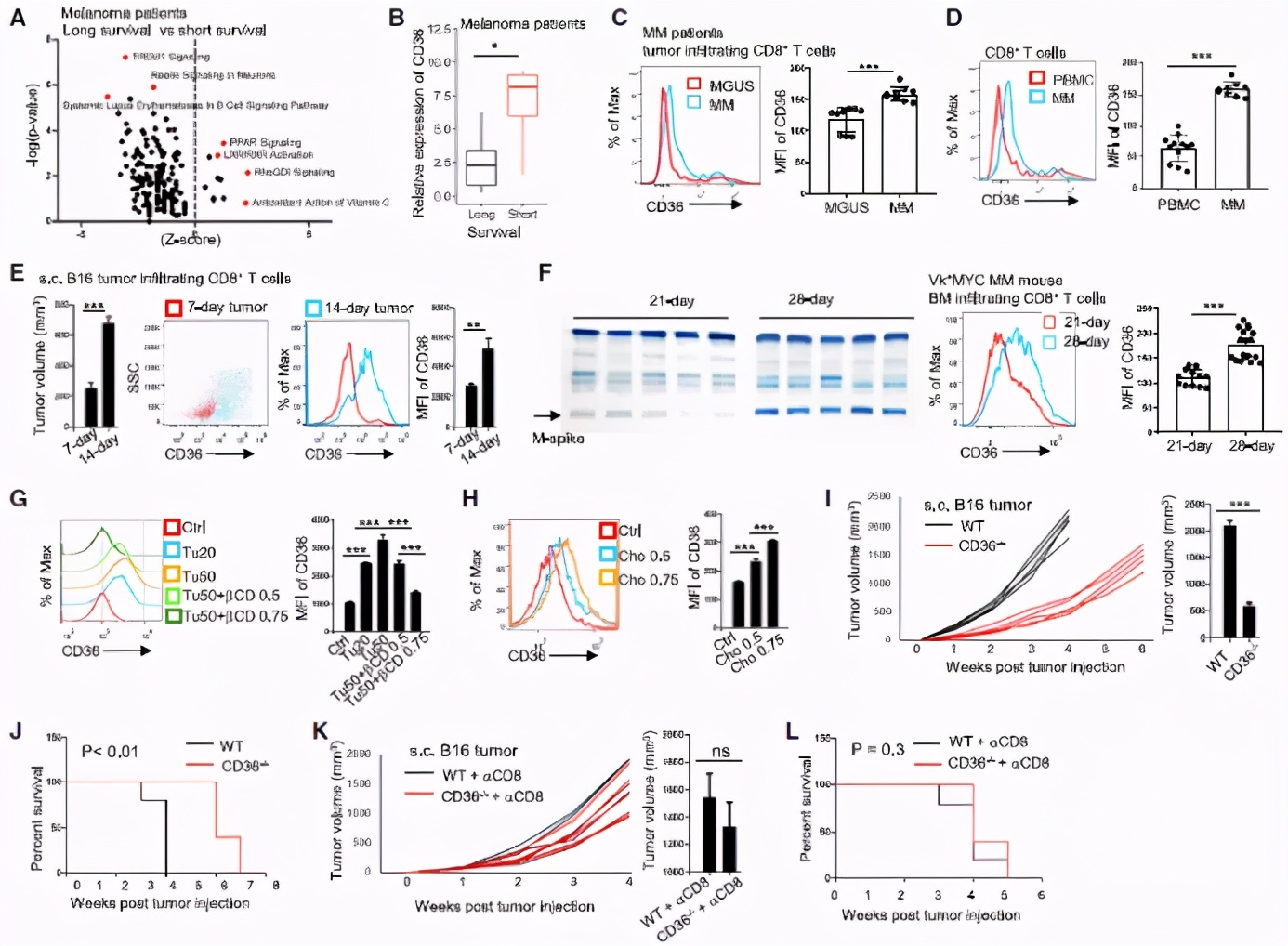 CD36介导铁死亡会抑制CD8+T细胞功能削弱其抗肿瘤