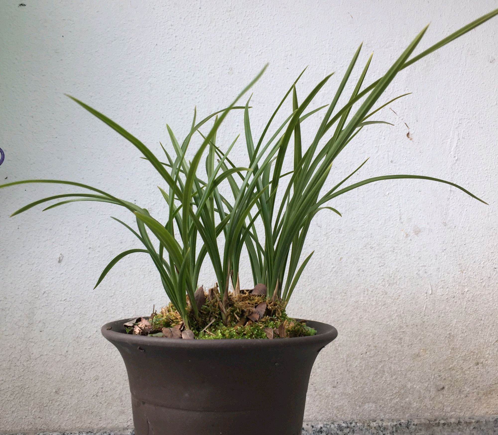 刚买回来的兰花有枯叶怎么处理,丢弃的兰花如何养护恢复生长