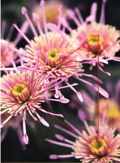 家养花卉摄影构图教程集锦,相机拍花卉拍照技巧和构图