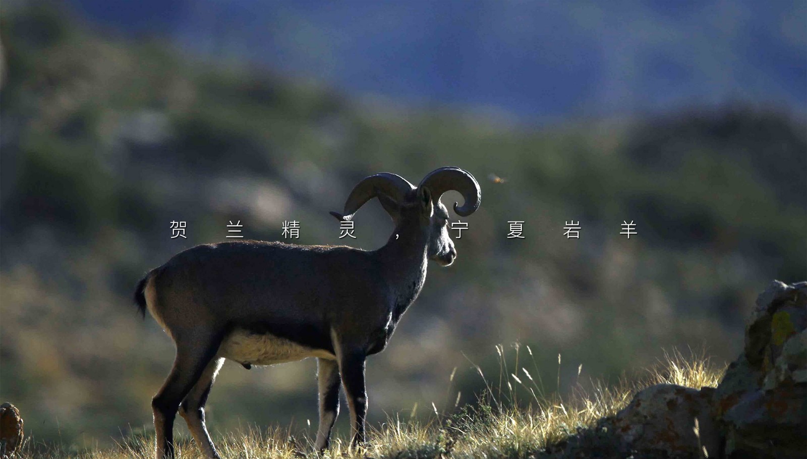 兰州葡萄酒包装设计,高级葡萄酒酒标设计