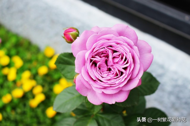 蓝紫青龙月季优缺点,天狼蓝紫月季