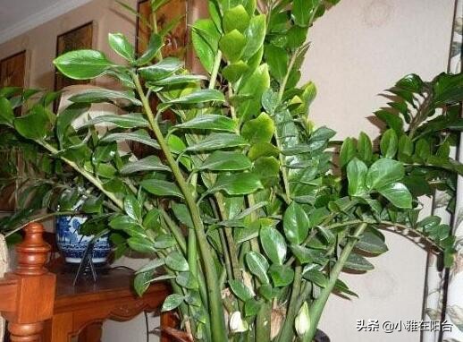 养金钱树花注意什么问题,养金钱树的小技巧