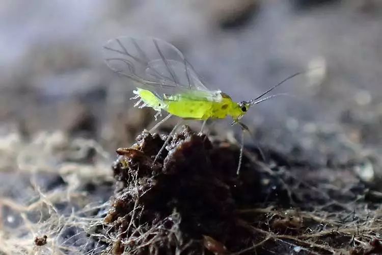 消灭蚜虫的最佳方法图解,消灭蚜虫的最好的方法是什么