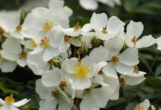 全球最美十种花,世界公认的九大最美花