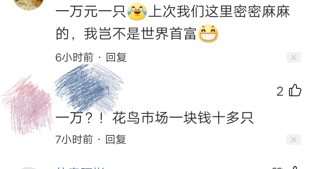 水中大熊猫桃花水母南通,成都发现水中大熊猫桃花水母