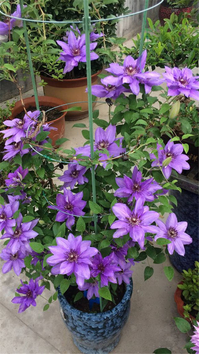 家里种了一颗爬墙花,家里种爬藤蔷薇好吗