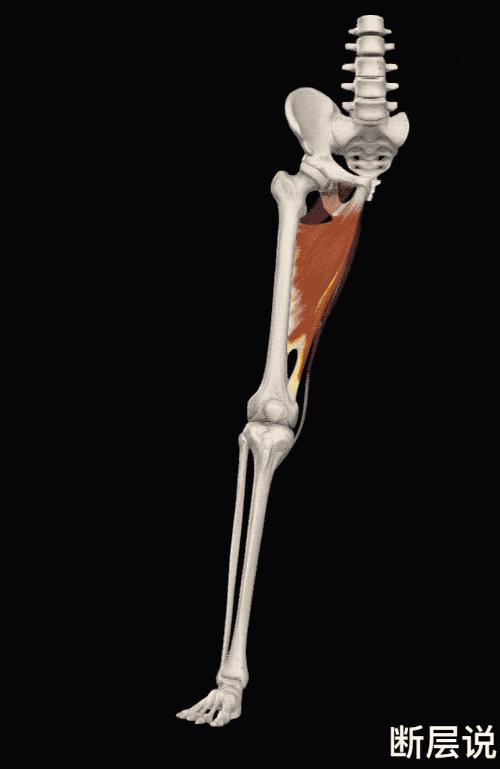 女性盆底健康问题，针刺要扎三阴交，手法要选内收肌